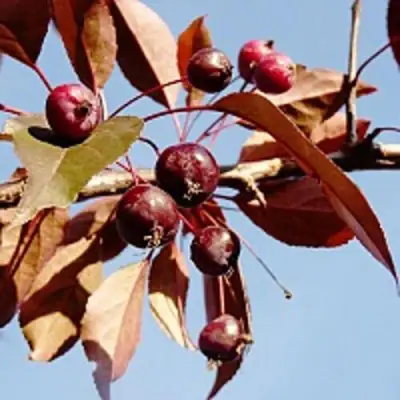 Яблоня РОЯЛТИ декоративная в Лиде