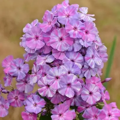 Флокс ОТЕМ ДЖОЙ метельчатый в Лиде