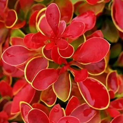 Барбарис КОРАЛ тунберга в Лиде