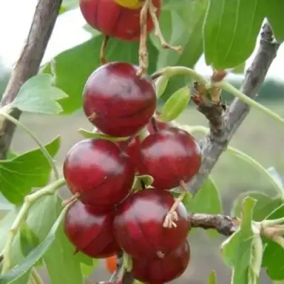 Смородина золотистая КЛЮКВЕННАЯ в Лиде