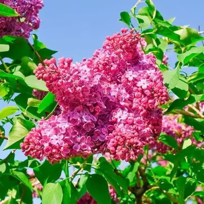 Сирень КРАСНАЯ МОСКВА в Лиде