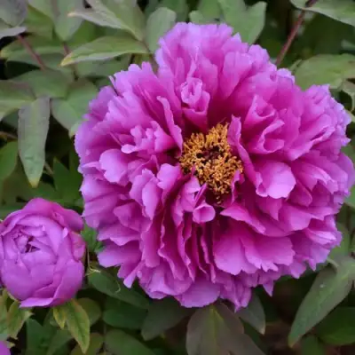 Пион ЛИЛОВАЯ ФАНТАЗИЯ древовидный в Лиде