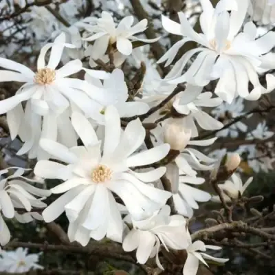 Магнолия РОЯЛ СТАР в Лиде