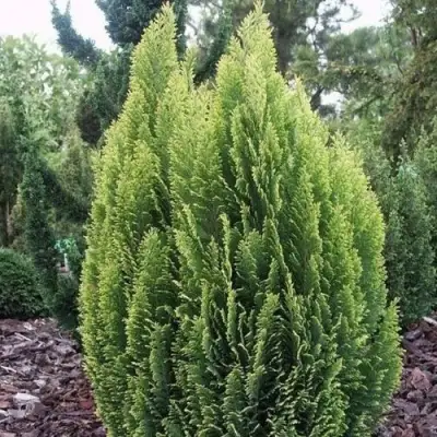 Кипарисовик ЭЛВУДИ ЭМПАЙР лавсона в Лиде