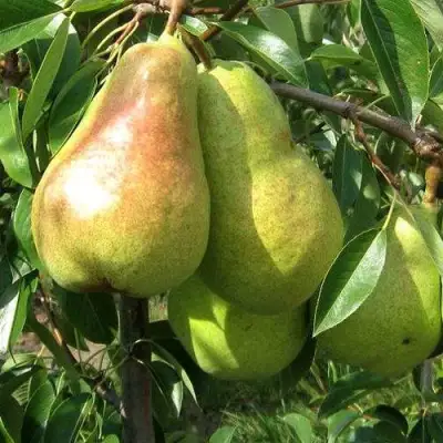 Груша БЕРЕ ЛЮКА в Лиде