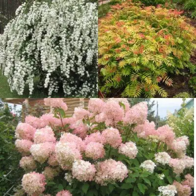 Комплект ФЕЙЕРВЕРК ЛЕТА в Лиде