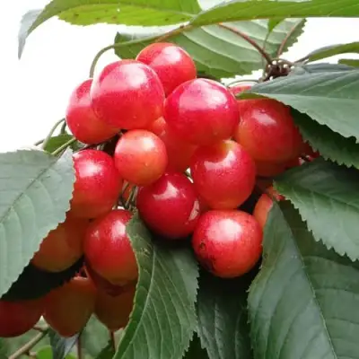 Черешня ГАСТИНЕЦ в Лиде