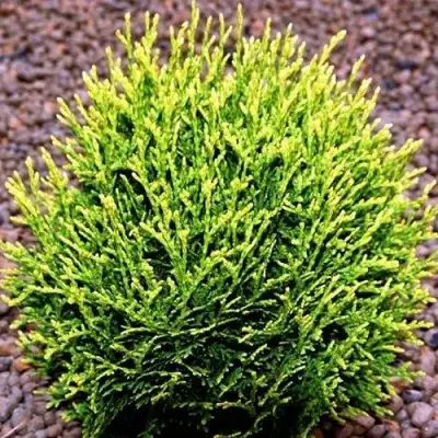 Туя ВОТЕРФИЛД западная в Лиде