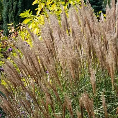 Мискантус КЛЯЙН СИЛЬБЕРСПАЙН китайский  в Лиде