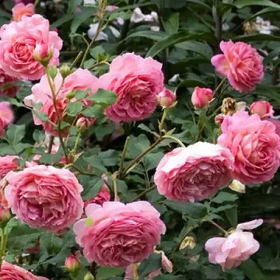 Роза ДЖУБИЛИ СЕЛЕБРЕЙШН английская в Лиде