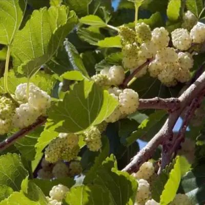 Шелковица БЕЛАЯ АЛЬБА в Лиде