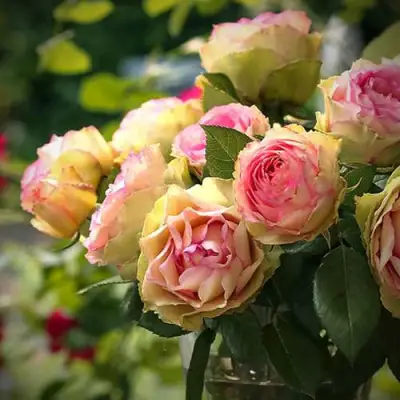 Роза ПИТАХАЙЯ чайно-гибридная в Лиде