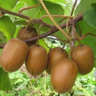 Актинидия ХЕЙВАРД киви в Лиде