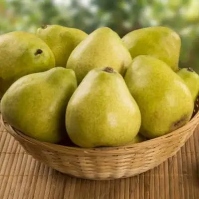 Груша ВИЛИЯ в Лиде