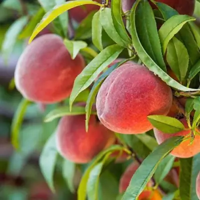 Персик РЕД ХЕВЕН в Лиде