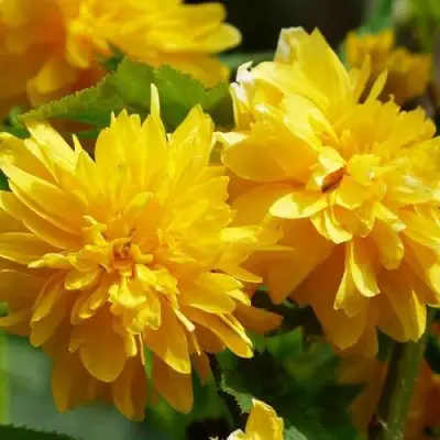 Керрия японская АУРЕОВАРИЕГАТТА в Лиде