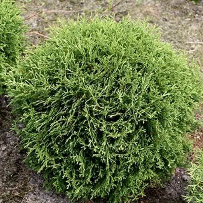 Туя ТИНИ ТИМ западная в Лиде