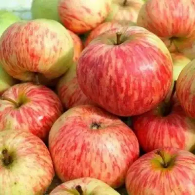 Яблоня РАНЕТКА (КОРОБОВКА) в Лиде