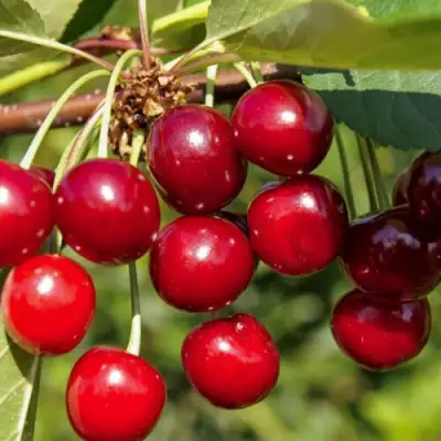 Вишня ЛЮБСКАЯ в Лиде