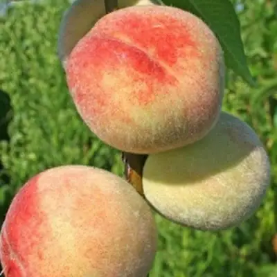 Персик ДОНЕЦКИЙ БЕЛЫЙ в Лиде