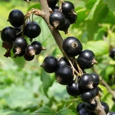 Смородина черная ВОЛОГДА в Лиде