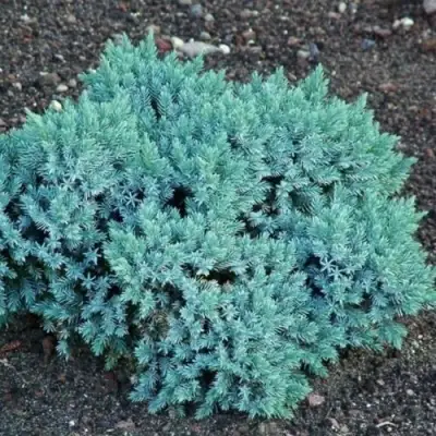 Можжевельник БЛЮ СТАР чешуйчатый в Лиде