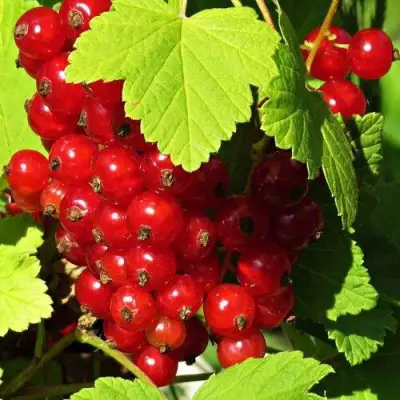 Смородина красная ГАЗЕЛЬ в Лиде