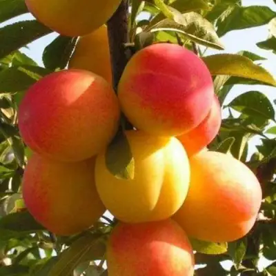 Слива ВЕТРАЗЬ-2 в Лиде