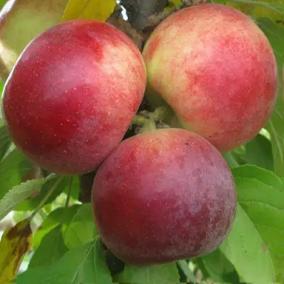 Яблоня БАЛЕРИНА ФЛАМЕНКО колонновидная  в Лиде