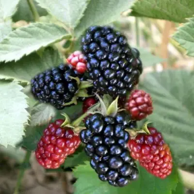 Ежевика ОРКАН бесшипная  в Лиде