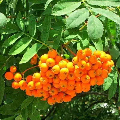 Рябина ДИРКЕНИ ЖЁЛТАЯ  сладкоплодная в Лиде