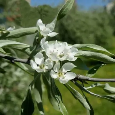 Груша ИВОЛИСТНАЯ в Лиде