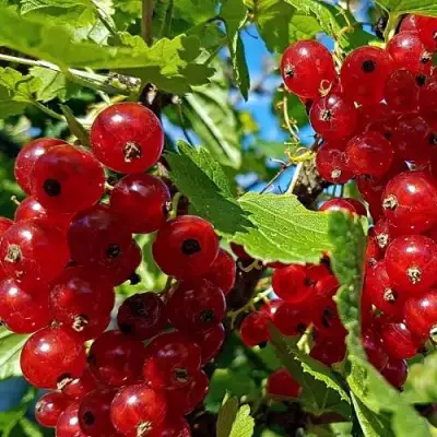 Смородина красная НЕНАГЛЯДНАЯ в Лиде