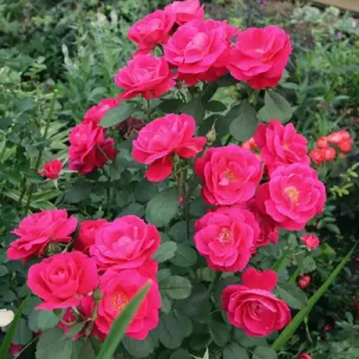 Роза ДЖОРДЖ ВАНКУВЕР флорибунда в Лиде