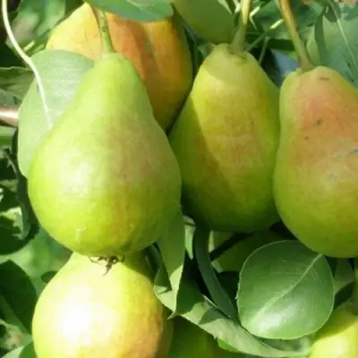 Груша ЛИРА в Лиде