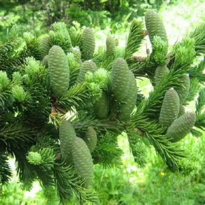 Пихта белая в Лиде