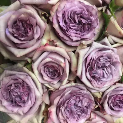 Роза ДОЛЬЧЕТТО чайно-гибридная в Лиде