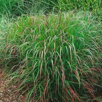 Просо РЕБРАУН прутьевидное в Лиде