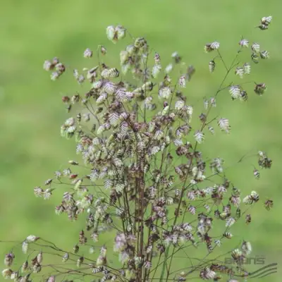 Трясунка средняя в Лиде