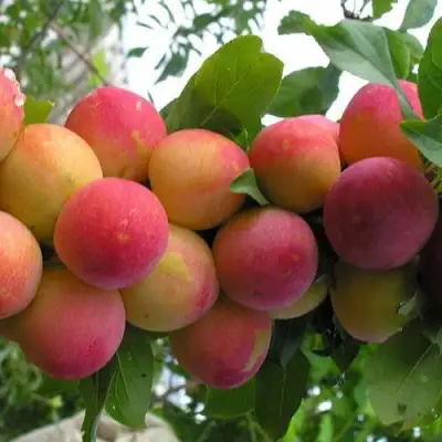 Слива СКОРОПЛОДНАЯ в Лиде