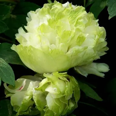 Пион ЗЕЛЕНЫЙ ШАР древовидный в Лиде