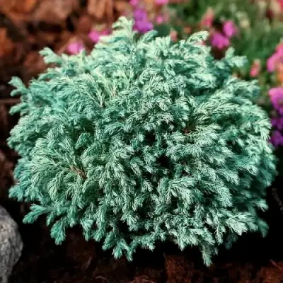 Кипарисовик БЕБИ БЛЮ горохоплодный в Лиде