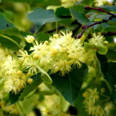 Липа сердцевидная в Лиде