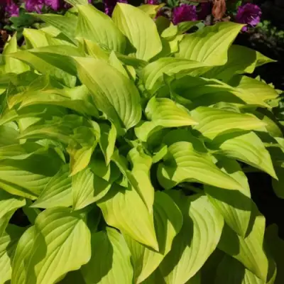 Хоста ХИДОН САНСЕТ в Лиде