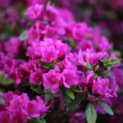 Азалия ГЕЙША ПЕРПЛ японская в Лиде