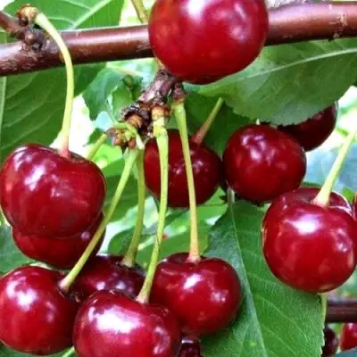 Дюк ШПАНКА ДОНЕЦКАЯ в Лиде