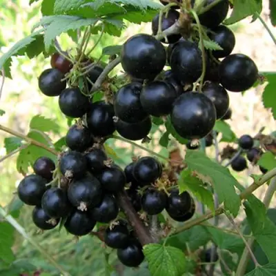 Смородина чёрная ШАРОВИДНАЯ в Лиде