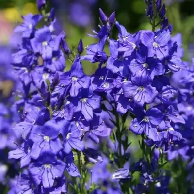 Вероника австрийская в Лиде