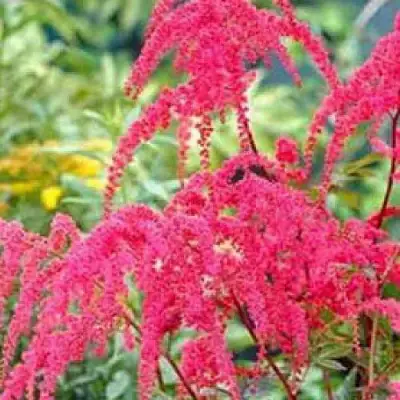 Астильба РЕД ЧАРМ Арендса в Лиде