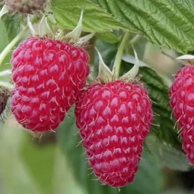 Малина ТУЛАМИН в Лиде